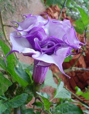 Datura purple queen double.jpg