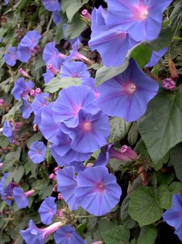 Ipomoea stuckertii.jpg