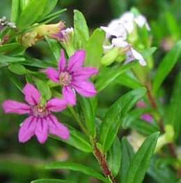 Cuphea-hyssopifolia-flores.jpg