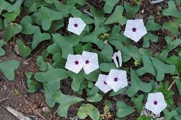 Ipomoea marginata.jpg