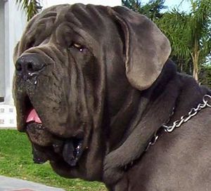 Raza-Mastiff.jpg