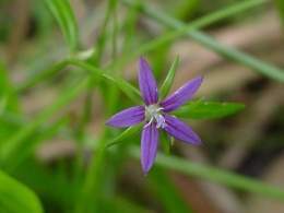 Campanula floridana.jpg