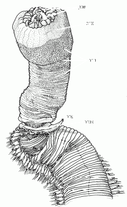 Glycera sp.GIF