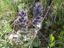 Ajuga orientalis.jpg