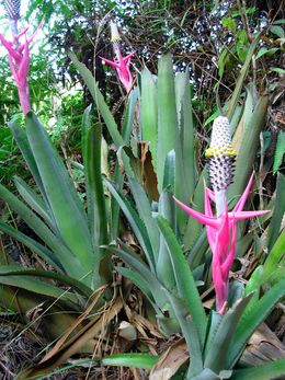 Aechmea bromeliifolia.jpg