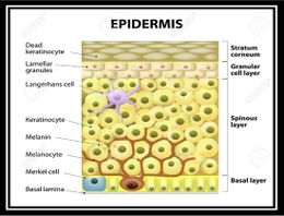 Células de la epidermis EcuRed