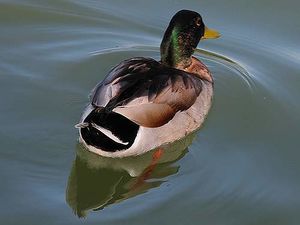 Patos anseriformes.jpg