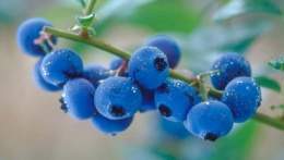 BlueberryALAMY 468x313.jpg