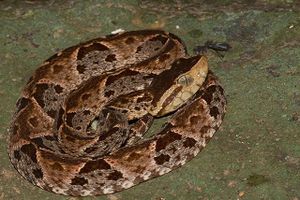 Bothrops asper Panama coiled.jpg