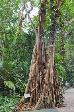 Ficus kerkhovenii.jpg