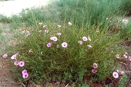 Ipomoea leptophylla.jpg