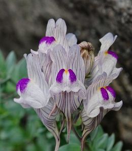 Linaria anticaria.jpg