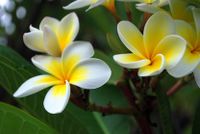 Plumeria-830x556.jpg