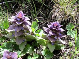 Ajuga pyramidalis.JPG