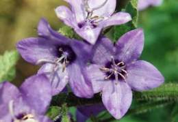 Campanula alata.jpg