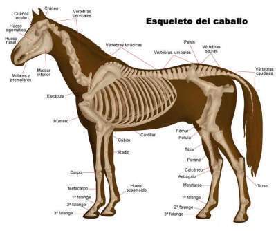 Caballo - EcuRed