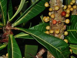 Ficus caballina.jpeg