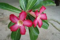 Adenium obesum-830x552.jpg