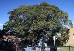 Ficus obliqua.jpg