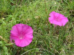 Ipomoea elongata.jpg