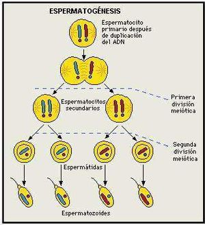 Reproduccion-humana image003.jpg