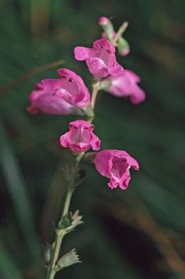 Physostegia leptophylla 2.jpg