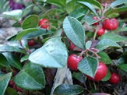 Gaultheria repens.jpg