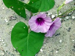 Ipomoea littoralis.jpg