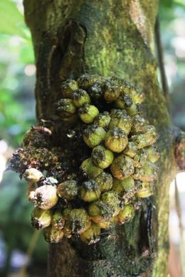 Ficus albomaculata frutos.jpg