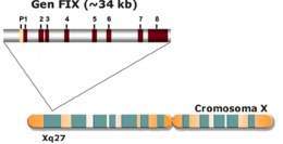 Hemofilia B-FIX (Small).jpg