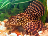 Pleco leopardooo.jpeg