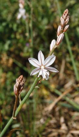 Flores-asphodelus-fistulosus.jpg