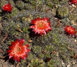 Echinopsis hertrichiana 2.jpg