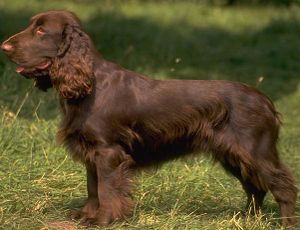 El Field Spaniel.JPG