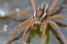 Dolomedes fimbriatus.jpg