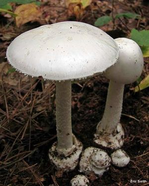 Amanita.jpg