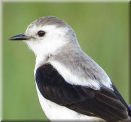 Heteroxolmis dominicana hembra.jpg