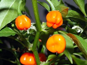 800px-Habanero chile - fruits (aka).jpg