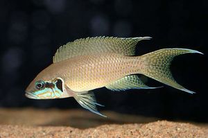 Neolamprologus-brichardi.jpg