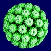 Polyomavirus - EcuRed