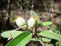 Croton decaryi.jpg